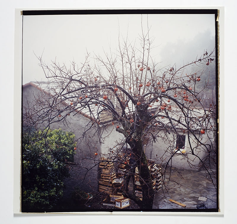 Il kako, Santa Margherita Ligure, Italia, 2011