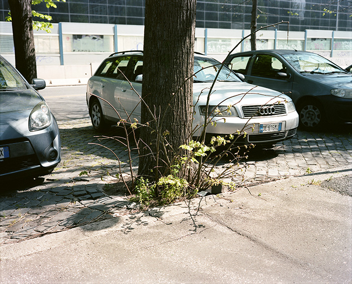 Un albero e delle automobili all’EUR, Roma, 2014