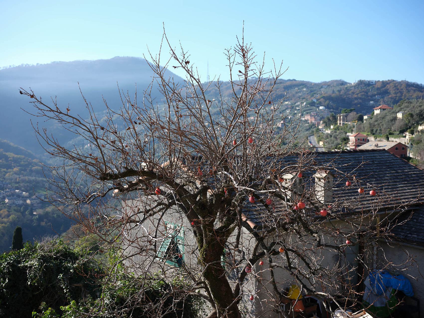 Il caco, Santa Margherita Ligure, Italy, 2024